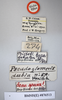 CollectionObject 1552823; NHMUK(SF IMPORT DUPLICATE) BMNH(E) 876513, 78e989ad-1fee-4b1a-860f-dc173e5b5d5d: Copyright NHM, London. Holotype female of synonym Pseudoglomeris dubia, data labels. (CollectionObject).