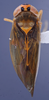 Habitus, dorsal view on Delospilopterus Stiller, 2001 n. sp. 42-4: (Observation).