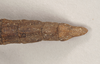 CollectionObject 1560435; dd64b8db-542d-499b-9925-069a0d78b473: copyright Natural History Museum, London. female: end of abdomen, doral view (syntype). (CollectionObject).;CollectionObject 1560436; fb5361fa-2dec-4ea9-876a-b1c5e236ef61: copyright Natural History Museum, London. female: end of abdomen, doral view (syntype). (CollectionObject).