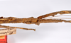 CollectionObject 1558944; b36e0917-46c1-4dfa-91ff-7133b191826e: copyright ZMHB, Berlin. female: head & thorax, lateral view of synonym Prisomera eximium (holotype). (CollectionObject).