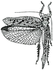 Trachyzulpha fruhstorferi fruhstorferi Dohrn, 1892: p. 68. female (body length 35 mm, pronotum 9 mm, tegmina 40 mm, hind femora 18 mm). (Otu).