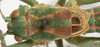 CollectionObject 1527088; cb52e0e0-0be1-424a-9374-e3b3a4b32268: male pronotum, dorsal view (holotype). (CollectionObject).