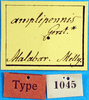 CollectionObject 1500154; 9e1506d2-9083-4799-8456-dcbcbe4e547f: labels (holotype of Gryllacris amplipennis). (CollectionObject).