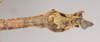 CollectionObject 1560887; NHMUK(SF IMPORT DUPLICATE) 845169, 41802941-4b62-4127-8252-8f41092590da: (CollectionObject).
