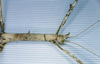 CollectionObject 1557418; ee7e2e04-43fe-4ce9-961f-81e6084379fa: copyright MNHN, Paris. female: head and thorax, lateral view of synonym Palophus rothschildi (syntype). (CollectionObject).