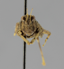 CollectionObject 1523141; 4bac132d-1d8e-4f7f-a767-b091821d1a7f: male, frontal view (holotype). (CollectionObject).