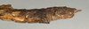 CollectionObject 1559305; NMW 841, 1547fb92-9508-4482-9bae-e3920c864aec: copyright NMW, Vienna. female: end of abdomen, lateral view of Leosthenes aquatilis (holotype). (CollectionObject).