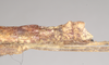 CollectionObject 1559595; NHMUK(SF IMPORT DUPLICATE) 844775, 338a2be8-f9cc-4214-8b77-676734117d15: copyright Natural History Museum, London. female: end of abdomen, lateral view (holotype). (CollectionObject).