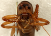 CollectionObject 2046394; dc000bcb-cf6c-48b0-bcb6-8dd6d3b7f6b7: male, frontal view (holotype). (CollectionObject).