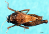 CollectionObject 1502006; 90e47e0a-cf15-4855-b71b-c60db9ff9bd6: subadult male, lateral view. (CollectionObject).