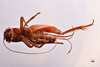 CollectionObject 1582015; 85550c59-ae05-4c57-882e-dc2547a25457: female, ventral view (paratype). (CollectionObject).