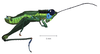 Ampelophilus meridionalis (Bruner, 1908): male, lateral view. (Otu).
