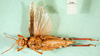 CollectionObject 1502154; a4b38459-b54b-477a-8916-cb7677b1e8f8: female, ventral view (paralectotype). (CollectionObject).