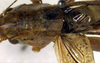 CollectionObject 1500469; be53b7c5-9b8e-4f43-b81b-a5a07f36d210: male pronotum and stridulatory area, dorsal view (holotype of Metrioptera kuntzeni). (CollectionObject).