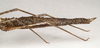CollectionObject 1562803; 99dd647b-b4d5-4cdb-9576-8f962d511494: copyright SAM, Adelaide. female abdomen, lateral view (paratype). (CollectionObject).