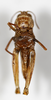 CollectionObject 1588501; a9d12259-7d23-41c3-97f4-36b8caf6290c: female, ventral view (paratype). (CollectionObject).