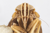 Head: !! display not done !! on Unkanodes (Laoterthrona) albifascia (Matsumura, 1900): (Observation).