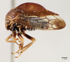 Habitus, lateral view: !! display not done !! on Xantholobus tumidus (Walker, 1851): (Observation).