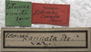 CollectionObject 1505839; 6cf4b486-104e-4900-8ce9-c47af0eed2dd: labels (holotype). (CollectionObject).