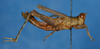 CollectionObject 1535443; 1fe692d6-5ad8-4663-85b0-a5351a8297ce: female, lateral view (holotype). (CollectionObject).