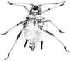 Habitus, dorsal view.: Body of A. decepta. (Observation).