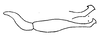 Stylus: !! display not done !! on Curtara (Curtara) brevenda DeLong, 1980: Male: style, lateral view. (Observation).