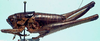 CollectionObject 1522441; 15326167-8f78-40fe-b780-b42cc2368073: female, lateral view (holotype). (CollectionObject).