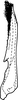 Aedeagus, lateral view on Drabescus sirunkensis Evans, 1972: Aedeagus, lateral view (holotype). (Observation).