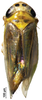 Habitus, dorsal view: (Observation).