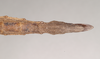 CollectionObject 1559624; NHMUK(SF IMPORT DUPLICATE) 844658, 15df20e6-7784-4c63-aa78-81f965258aae: copyright Natural History Museum, London. female: end of abdomen, ventral view (lectotype). (CollectionObject).