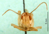 CollectionObject 1579397; acd1cb7d-6f3c-4316-87a4-cf581299b84a: male, frontal view (paratype). (CollectionObject).