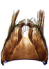 Pygofer ventral appendages, ventral view on Chelidinus cinerascens Emeljanov, 1962: Pygofer ventral appendages, ventral view. (Observation).