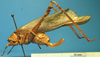 female, lateral view (type). Depicts CollectionObject 1538334; MLUH DORSA ATvelcruS01, 0076a6d1-dbca-4acc-aa46-54a7ecbba9bc, a CollectionObject.