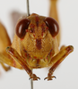 CollectionObject 1588722; 25c8fe51-59f1-487a-9281-6833166cf1fb: male head, frontal view. (CollectionObject).