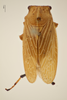 Habitus, dorsal view: !! display not done !! on Aetalion minutum (Fabricius, 1794) now Aetalion reticulatum (Linnaeus, 1758): (Observation).