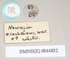 CollectionObject 1562008; 97692831-18a5-4ddc-b2db-6d36049eae30: copyright Natural History Museum, London. male, data labels [round label reversed] of Necroscia erechtheus (syntype). (CollectionObject).;CollectionObject 1562009; 53412c23-1e79-4263-a0de-477be4c94e88: copyright Natural History Museum, London. male, data labels [round label reversed] of Necroscia erechtheus (syntype). (CollectionObject).