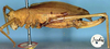 CollectionObject 1517321; a62e69a9-33bb-4cbd-9b31-68bbf7e13bcb: female, lateral view (holotype). (CollectionObject).