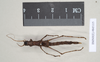 Dinophasma kinabaluense Bragg, 2001: copyright Natural History Museum, London. female (paratype). (Otu).