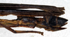 CollectionObject 1560949; 3eeb7f79-f566-4ffa-99dd-7898220da20a: copyright NMW, Vienna. female: end of abdomen, lateral view (syntype). (CollectionObject).;CollectionObject 1560950; c892e0ec-cfc4-4494-808f-a5631ca2cd83: copyright NMW, Vienna. female: end of abdomen, lateral view (syntype). (CollectionObject).