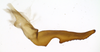 Stylus on Polana (Culumana) torqua (DeLong & Freytag, 1972): Male specimen [DZRJ]: style, lateral view. (Observation).
