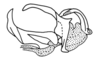 Hysterotettix nigricoxa Descamps, 1979: Fig. 144. phallic complex without epiphallus, lateral view. (Otu).