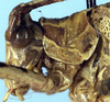 CollectionObject 1532424; 604b5843-1888-45c1-90fd-e3204f64edb4: male head and pronotum, lateral view (holotype). (CollectionObject).