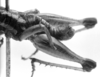 CollectionObject 1521513; da12cd07-aad8-4124-86cf-00af30a1d623: Image Carbonell, C.S. male abdomen tip, lateral view (holotype). (CollectionObject).