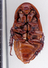 Hormetica atlas Rehn, 1911: Photo taken by Heidi Hopkins. (Otu).
