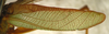 CollectionObject 1475679; ef147de6-945b-48e7-8582-95547db27a17: male left tegmen (holotype). (CollectionObject).