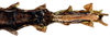 CollectionObject 1578596; RBINS IG: 32700'''', 98635096-b65c-4571-8d64-116af0755133: copyright ISNB, Brussels. female: end of abdomen, ventral view (paratype). (CollectionObject).