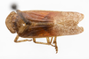Habitus, dorsal view: (Observation).