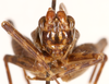 CollectionObject 1523747; f1a8ae68-265e-4836-8ba2-0db312d09a32: male, frontal head (holotype). (CollectionObject).