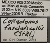 Other on Colladonus fasciaticollis (Stål, 1864): Labels. (Observation).