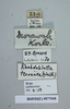 CollectionObject 1573292; 52da7101-9f50-47cf-816b-7399ec86ba02: Copyright NHM, London. Male: data labels, non-type. (CollectionObject).